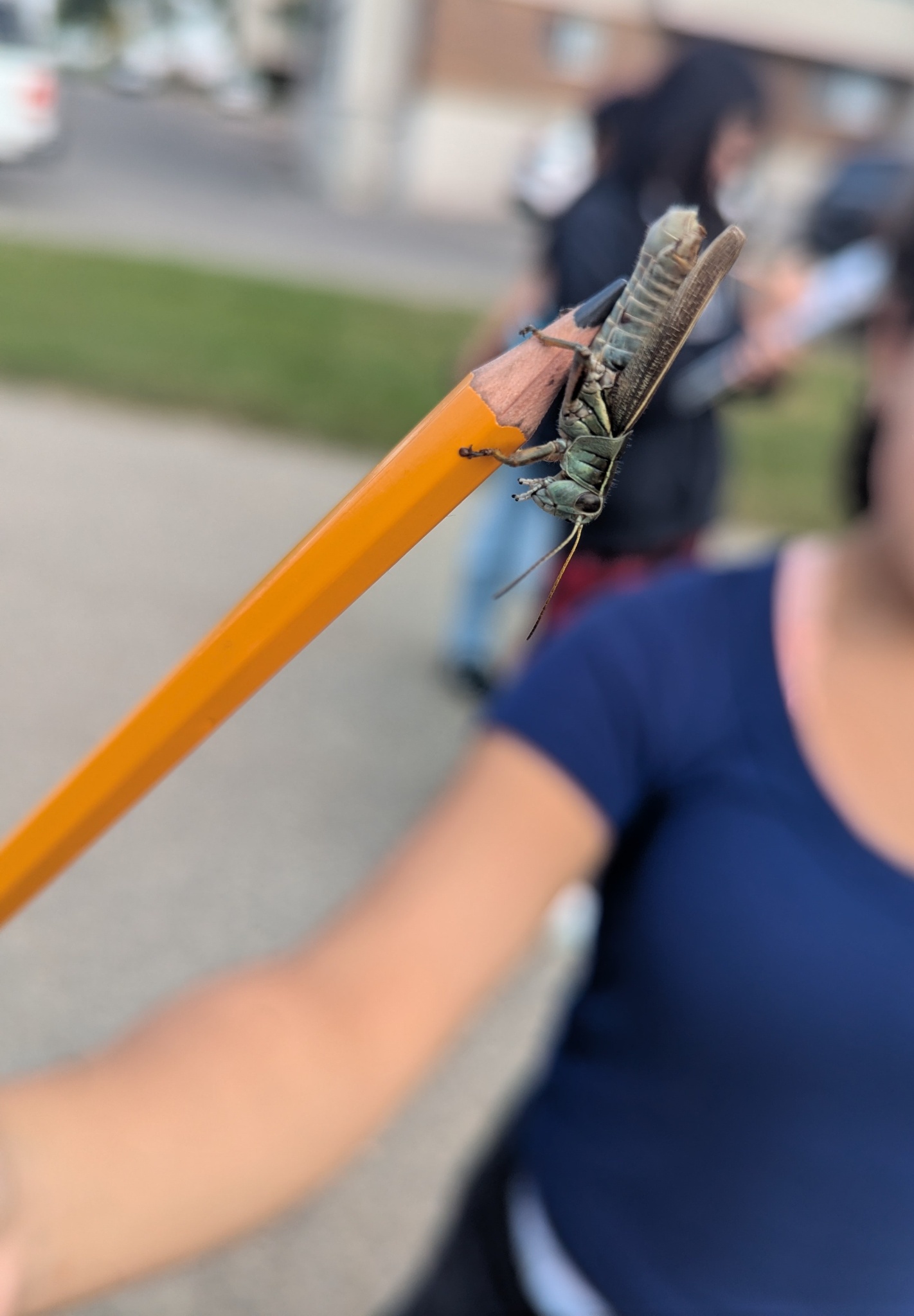 Grasshopper on pencil